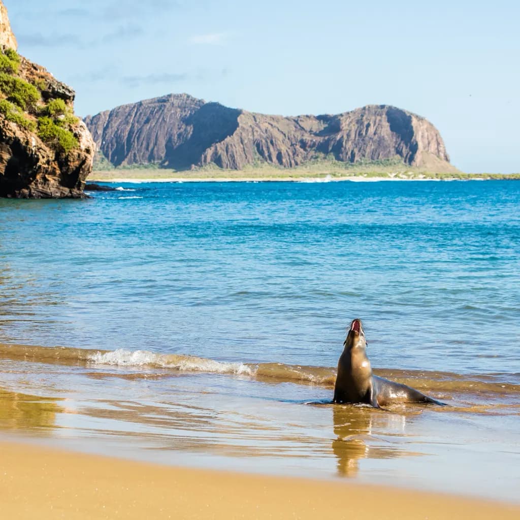 Galápagos